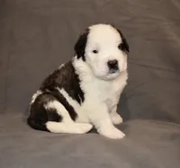 Male 1, a male Saint Bernard for sale in Cambridge, NE – 4 of 4