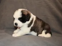 Female 4, a female Saint Bernard for sale in Cambridge, NE – 4 of 4