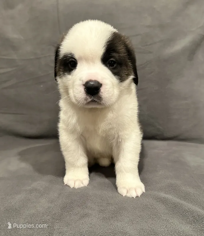 Male 4 – Saint Bernard puppy for sale in Cambridge, NE