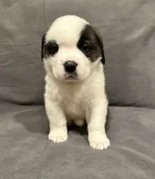 Male 4, a male Saint Bernard for sale in Cambridge, NE – 1 of 5