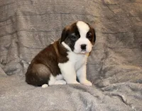 Female 4, a female Saint Bernard for sale in Cambridge, NE – Photo 2 of 4
