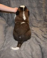 Female 4, a female Saint Bernard for sale in Cambridge, NE – Photo 4 of 4