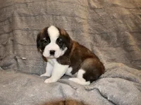 Female 4, a female Saint Bernard for sale in Cambridge, NE – Photo 3 of 4