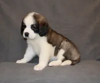 Female 3, a female Saint Bernard for sale in Cambridge, NE – 3 of 4