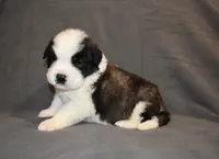 Male 4, a male Saint Bernard for sale in Cambridge, NE – 3 of 4