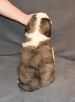 Female 4, a female Saint Bernard for sale in Cambridge, NE – 4 of 4