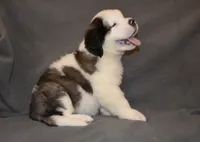 Male 5, a male Saint Bernard for sale in Cambridge, NE – 2 of 3