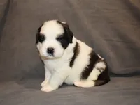 Male 3, a male Saint Bernard for sale in Cambridge, NE – 3 of 4