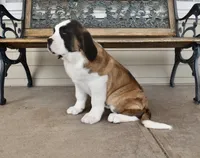 Female 5, a female Saint Bernard for sale in Cambridge, NE – Photo 2 of 4