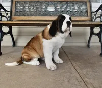 Female 5, a female Saint Bernard for sale in Cambridge, NE – Photo 3 of 4