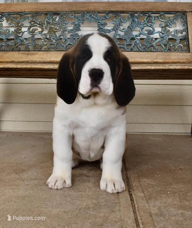 Female 5 – Saint Bernard puppy for sale in Cambridge, NE