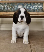 Female 5, a female Saint Bernard for sale in Cambridge, NE – Photo 1 of 4
