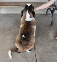 Female 5, a female Saint Bernard for sale in Cambridge, NE – Photo 4 of 4