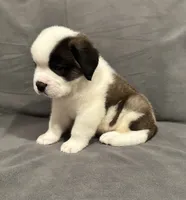 Male 4, a male Saint Bernard for sale in Cambridge, NE – 4 of 5