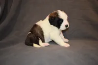 Female 3, a female Saint Bernard for sale in Cambridge, NE – 4 of 4