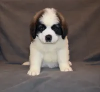 Female 4, a female Saint Bernard for sale in Cambridge, NE – 2 of 4