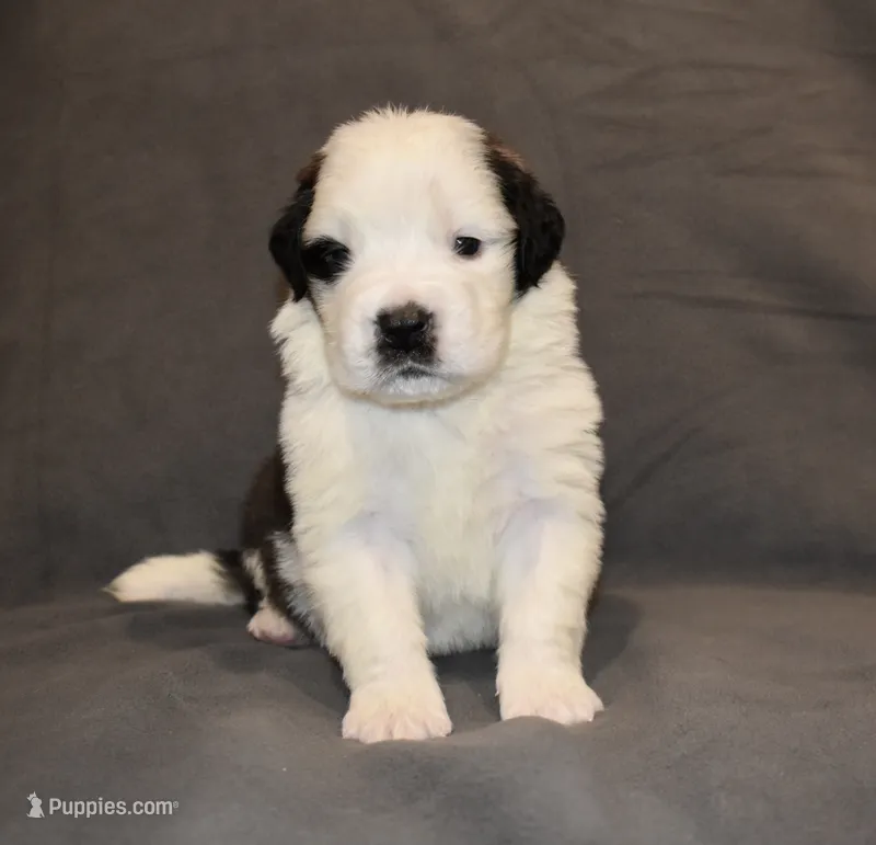 Male 2 – Saint Bernard puppy for sale in Cambridge, NE