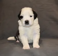 Male 2, a male Saint Bernard for sale in Cambridge, NE – 1 of 4