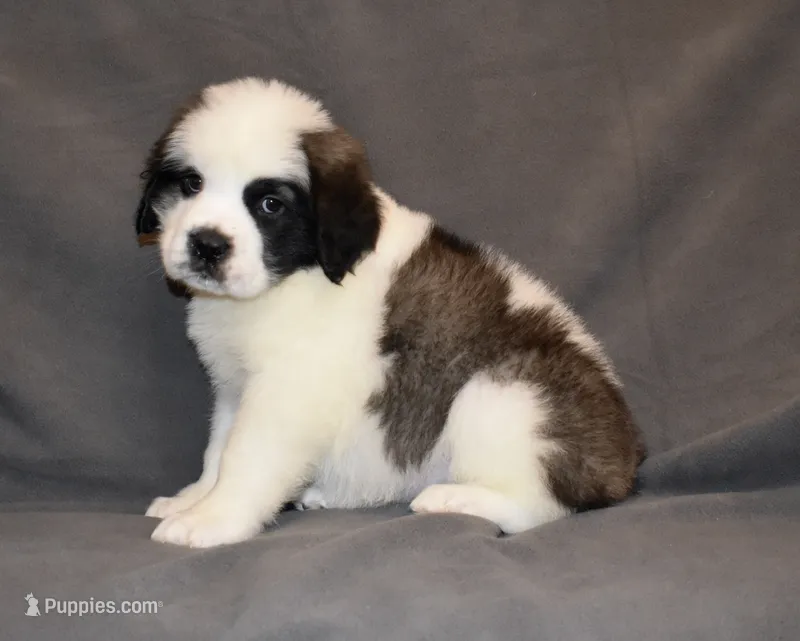 Female 1 – Saint Bernard puppy for sale in Cambridge, NE