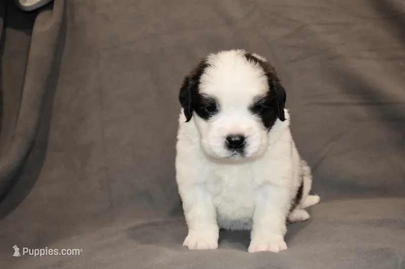 Male 3 – Saint Bernard puppy for sale in Cambridge, NE