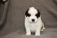 Male 3, a male Saint Bernard for sale in Cambridge, NE – 1 of 4