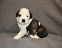 Male 2, a male Saint Bernard for sale in Cambridge, NE – 4 of 4
