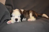 Male 5, a male Saint Bernard for sale in Cambridge, NE – 3 of 3