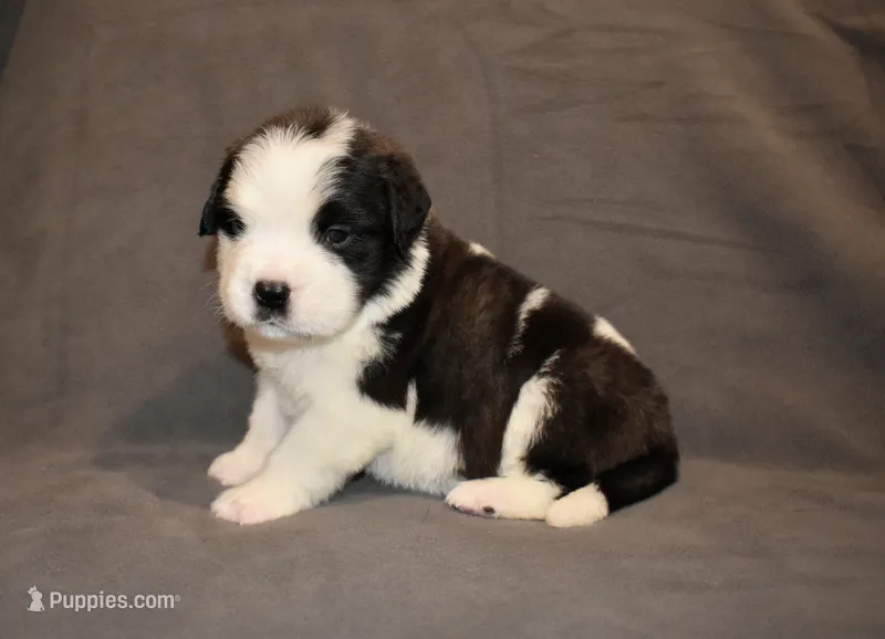 Female 5 – Saint Bernard puppy for sale in Cambridge, NE