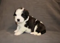 Female 5, a female Saint Bernard for sale in Cambridge, NE – 1 of 4