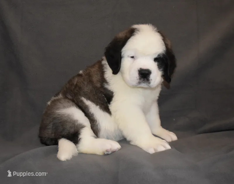Male 1 – Saint Bernard puppy for sale in Cambridge, NE