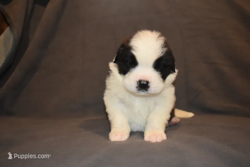 Male 4 – Saint Bernard puppy for sale in Cambridge, NE