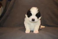 Male 4, a male Saint Bernard for sale in Cambridge, NE – 1 of 4