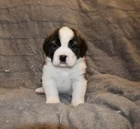 Female 4, a female Saint Bernard for sale in Cambridge, NE – Photo 1 of 4