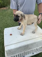 BIGGIE, a male Great Dane and English Mastiff for sale in Yuba City, CA – 3 of 8