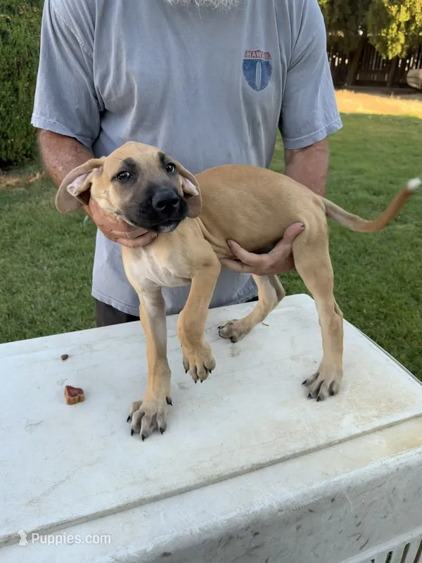 Deebo – Great Dane, English Mastiff puppy for sale in Yuba City, CA