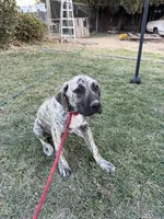Shadow, a male Great Dane and English Mastiff for sale in Yuba City, CA – 3 of 8