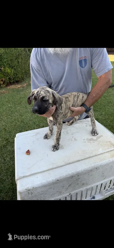 Shadow – Great Dane, English Mastiff puppy for sale in Yuba City, CA