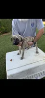 Shadow, a male Great Dane and English Mastiff for sale in Yuba City, CA – 1 of 7