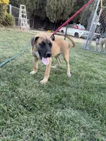 Whiskey, a female Great Dane and English Mastiff for sale in Yuba City, CA – 3 of 9