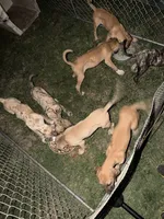 Whiskey, a female Great Dane and English Mastiff for sale in Yuba City, CA – 3 of 7