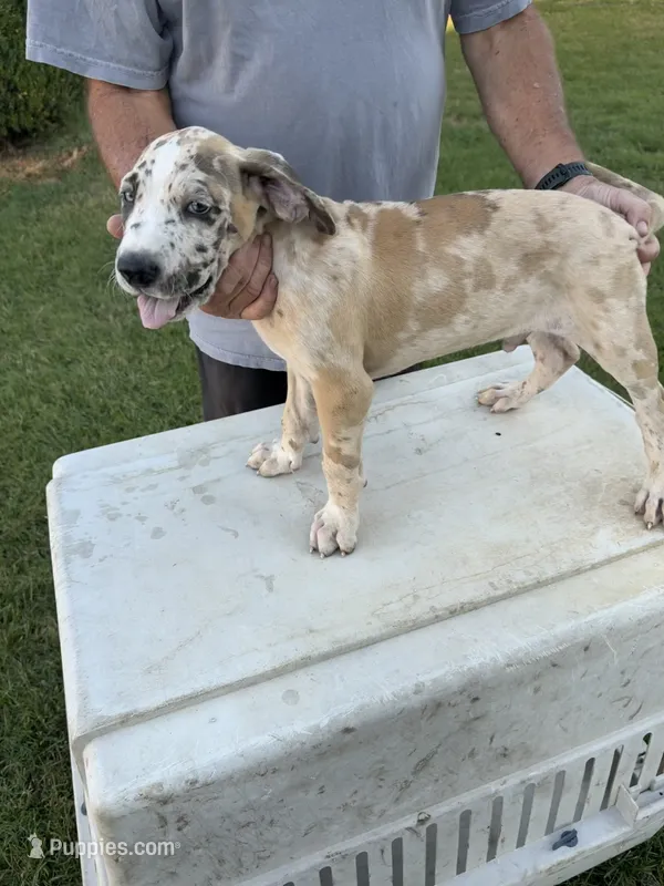 SPIKE – Great Dane, English Mastiff puppy for sale in Yuba City, CA