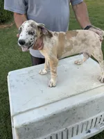 SPIKE, a male Great Dane and English Mastiff for sale in Yuba City, CA – 1 of 5