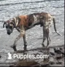 SPIKE, a male Great Dane and English Mastiff for sale in Yuba City, CA – 5 of 5
