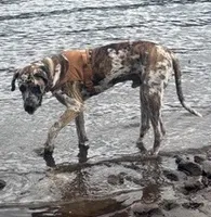 Shadow, a male Great Dane and English Mastiff for sale in Yuba City, CA – 4 of 7
