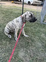 Shadow, a male Great Dane and English Mastiff for sale in Yuba City, CA – 2 of 8