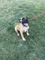 Whiskey, a female Great Dane and English Mastiff for sale in Yuba City, CA – 2 of 9