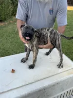 Sheera, a female Great Dane and English Mastiff for sale in Yuba City, CA – 2 of 8