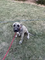 Shadow, a male Great Dane and English Mastiff for sale in Yuba City, CA – 4 of 8