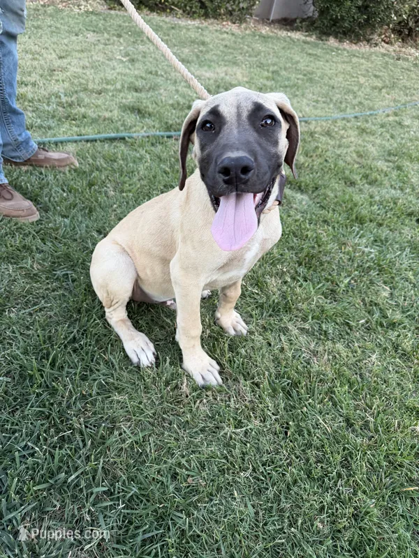BIGGIE – Great Dane, English Mastiff puppy for sale in Yuba City, CA
