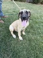 BIGGIE, a male Great Dane and English Mastiff for sale in Yuba City, CA – 1 of 9